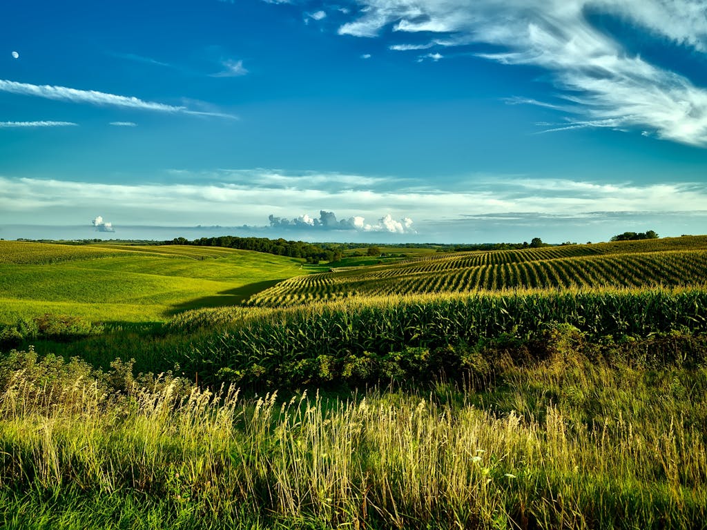 Stunning summer landscape of cornfields under a bright blue sky in Onslow, Iowa.